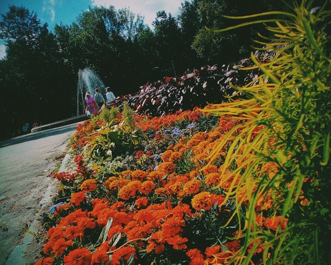 Flower