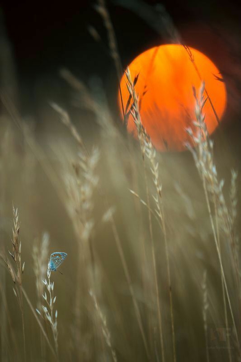 wallpapers_sah.spid