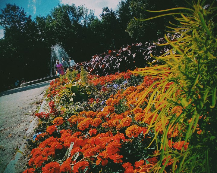 Flower