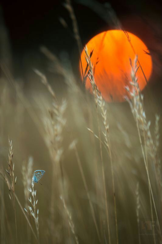 wallpapers_sah.spid