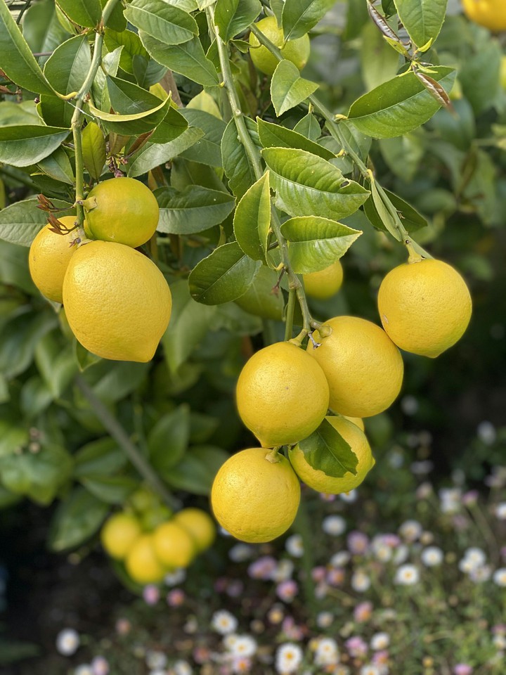 lemon