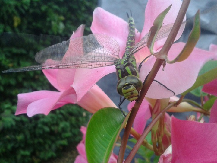 libelle