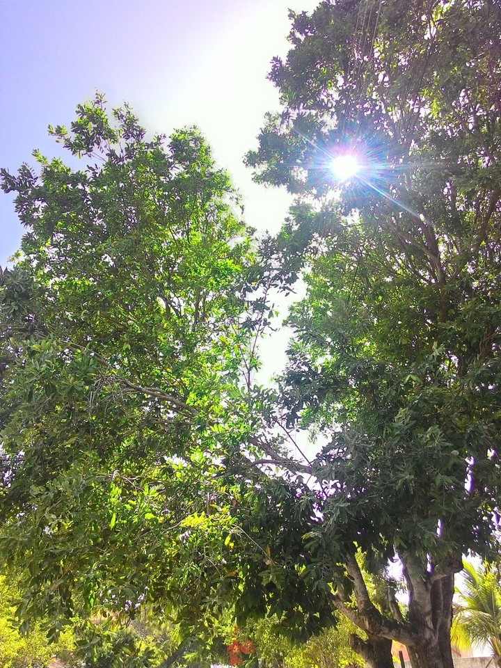 Sunlight tree