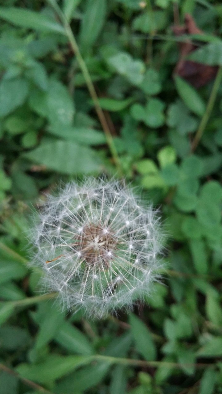 Dandelion