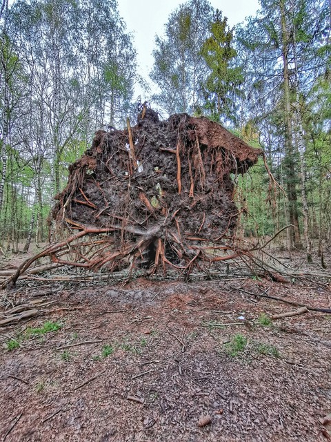 Tree Down