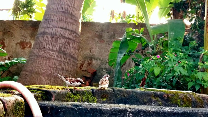 morming view