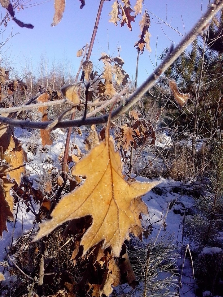 Winter