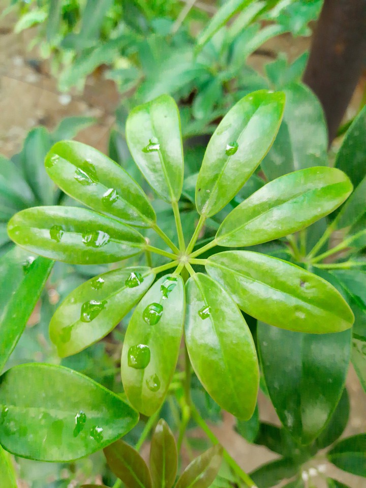 Flower like leaves