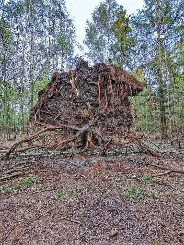Tree Down