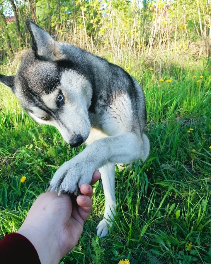 Собака