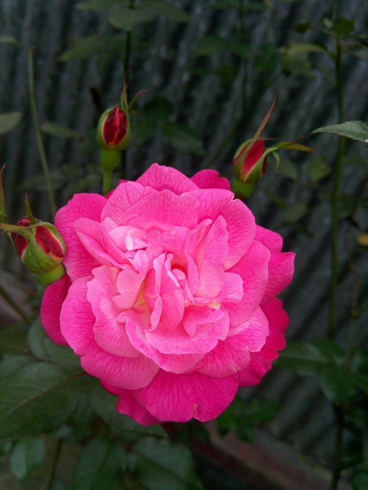 rose