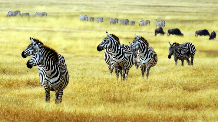 Zebra