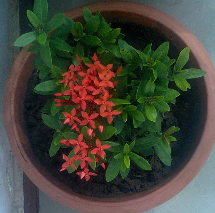Exora