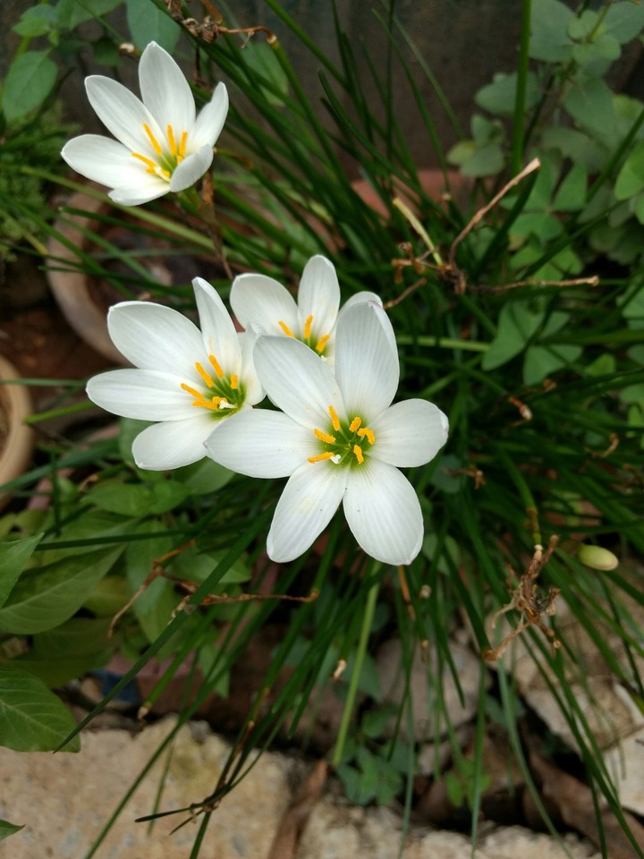 Flowers !