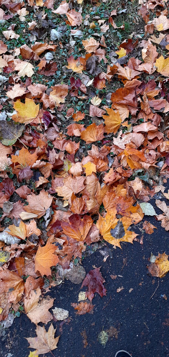 leaf fall