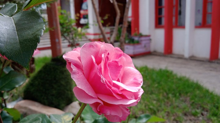 fleur ❤❤❤