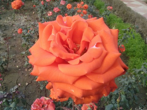 orange rose flower