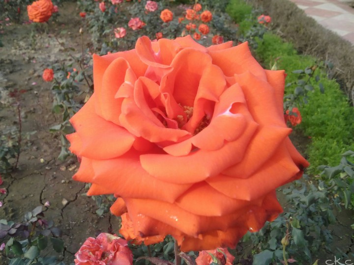 orange rose flower