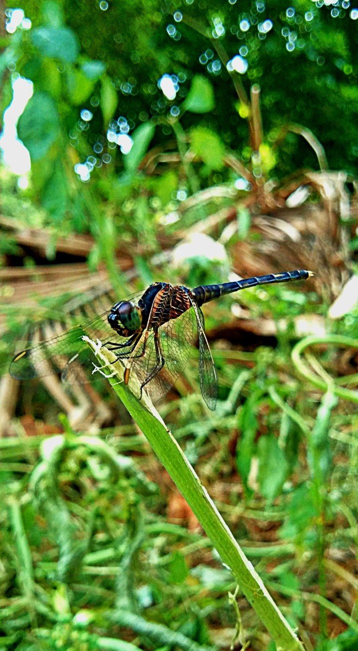 dragon fly