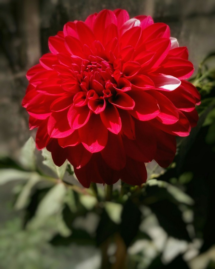 Red Dahlia