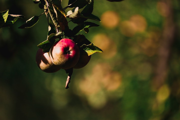 apple