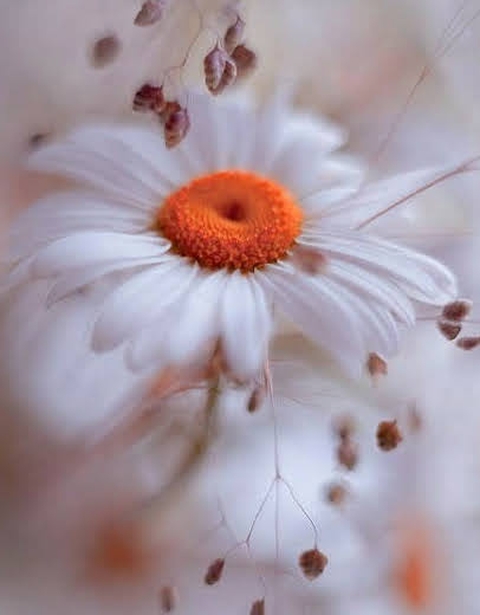Flower, Petal, Yellow