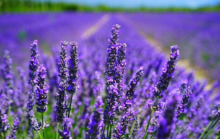 Фиолетовый, цветы, природа, лето, summer, nature, flowers