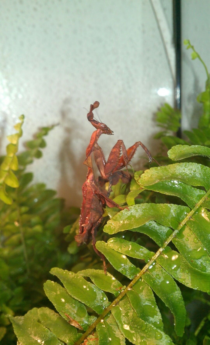 Mantis
