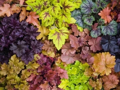 different color leaves