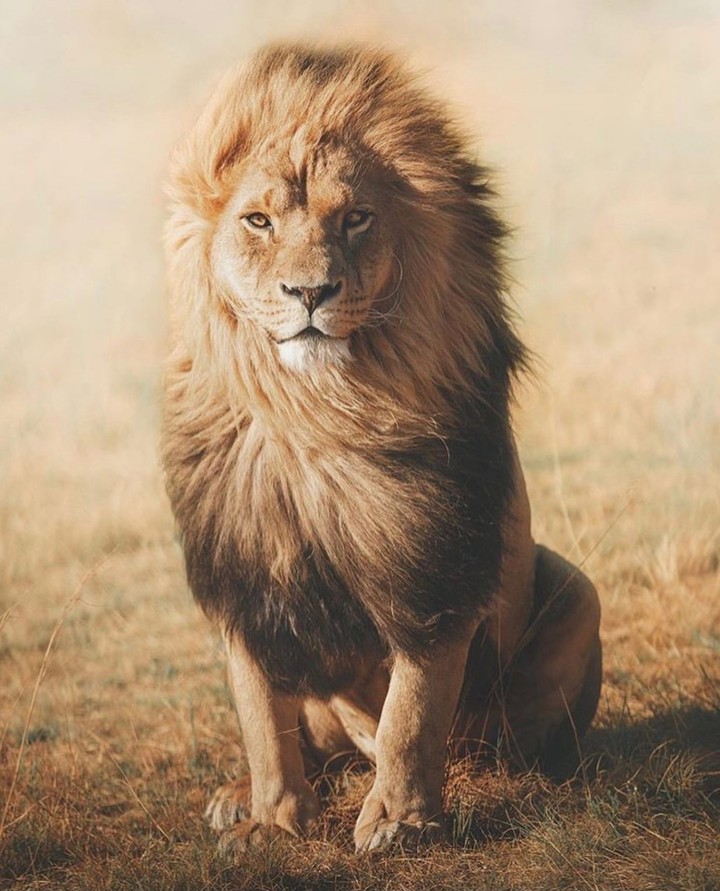 king.