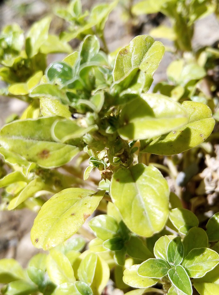 plant