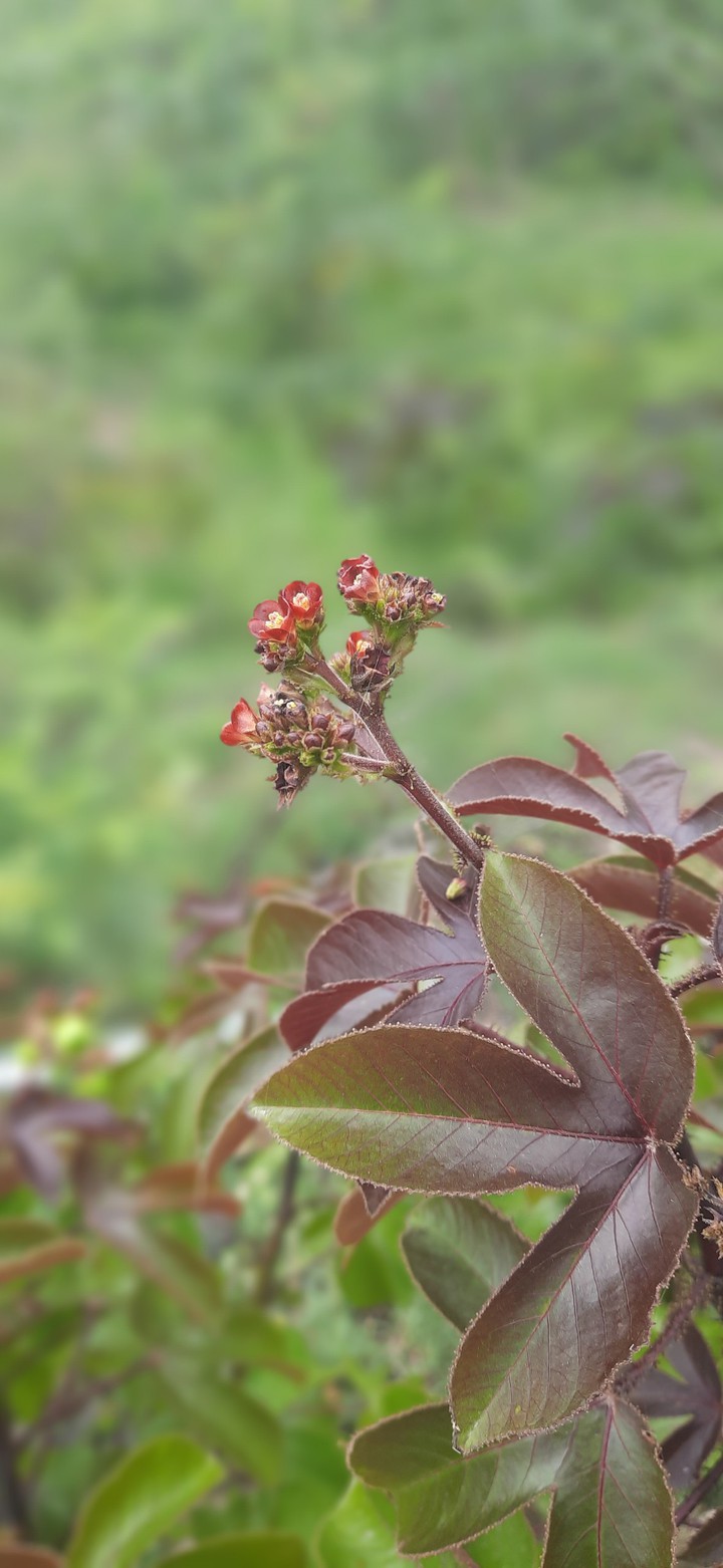 mobile photography