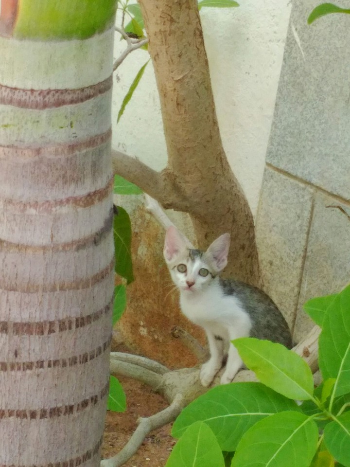 cat