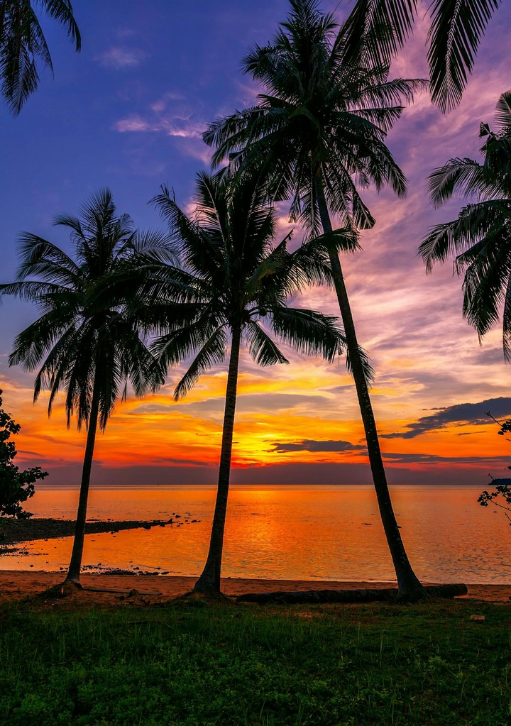 Relaxing sunset with palm trees