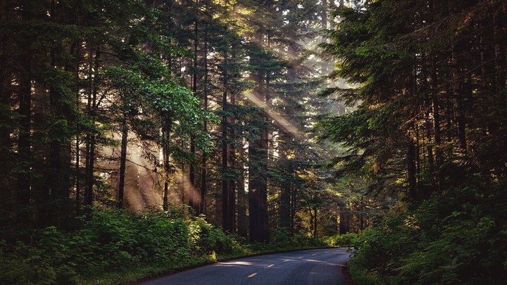 trees