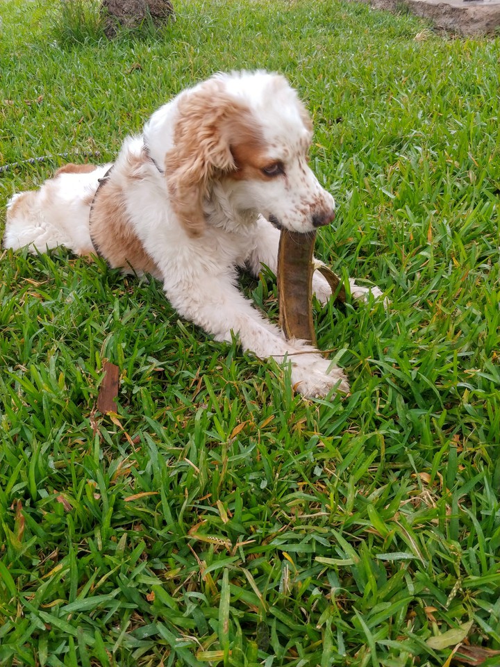 Dog