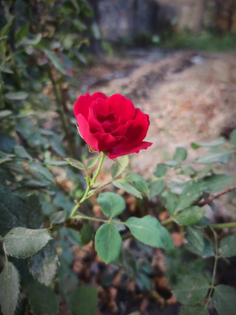 Rose