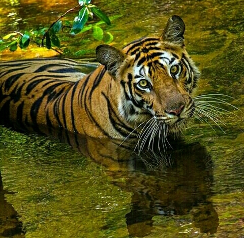 tigre