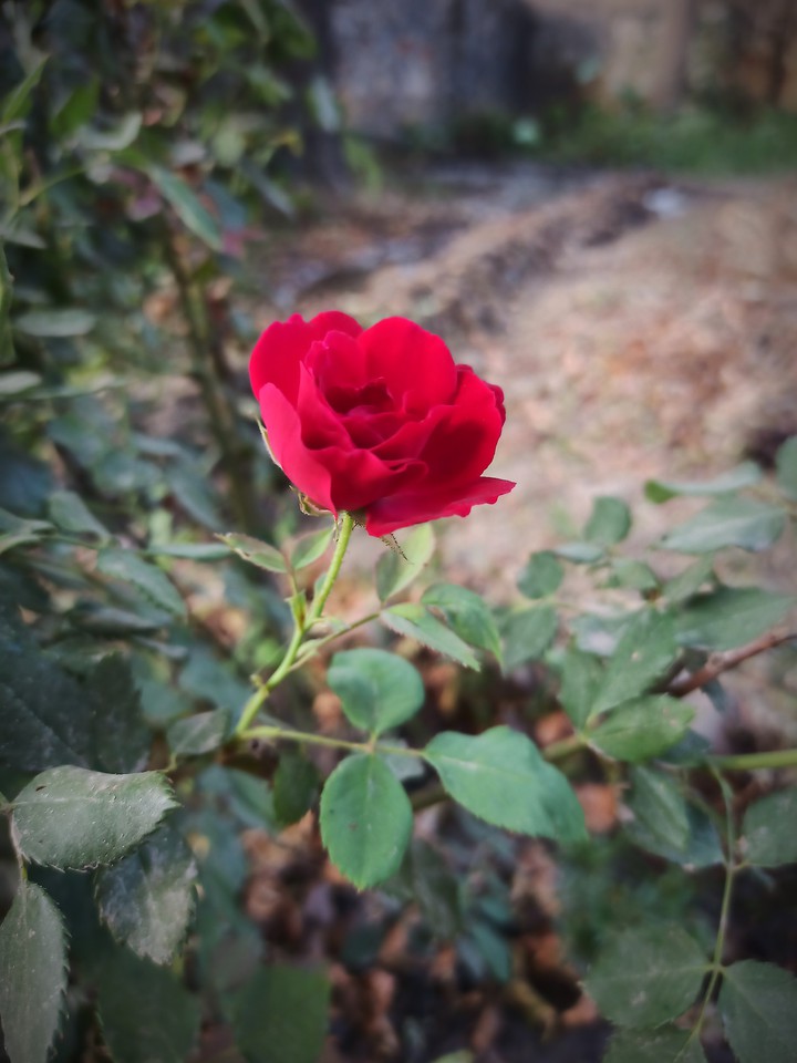 Rose