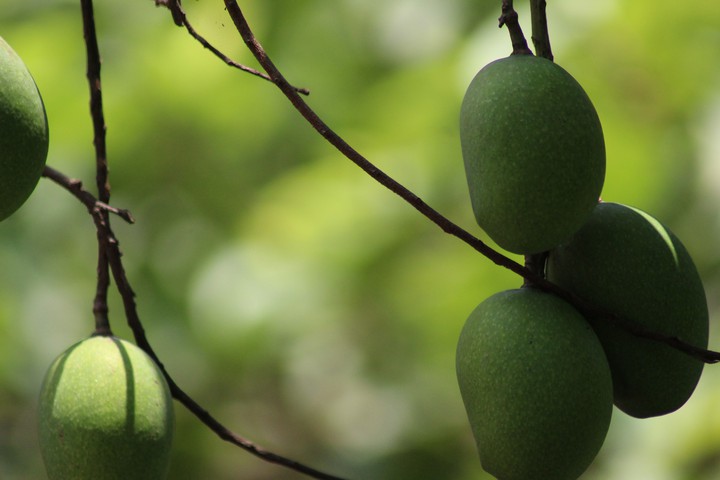 mango