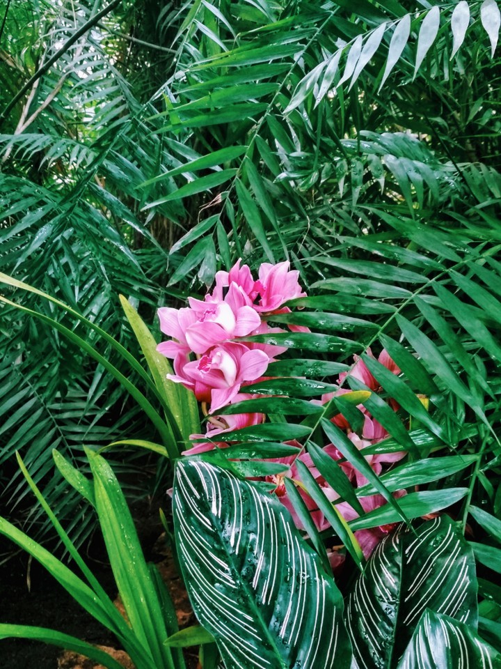 jungle