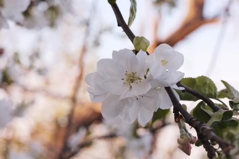 spring