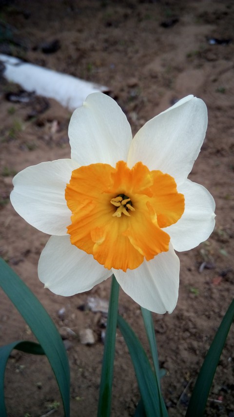Spring flower