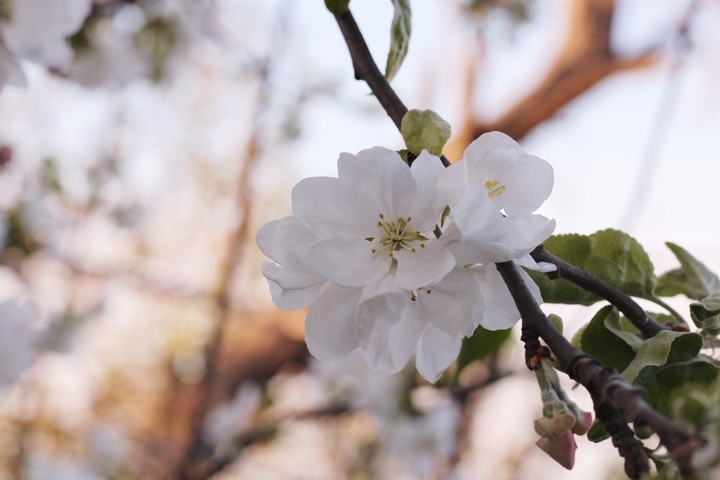 spring