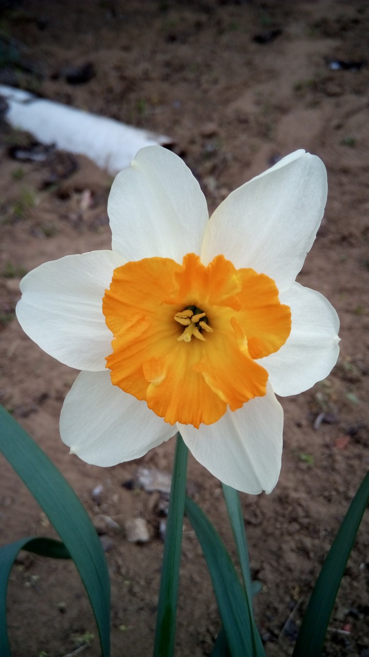 Spring flower
