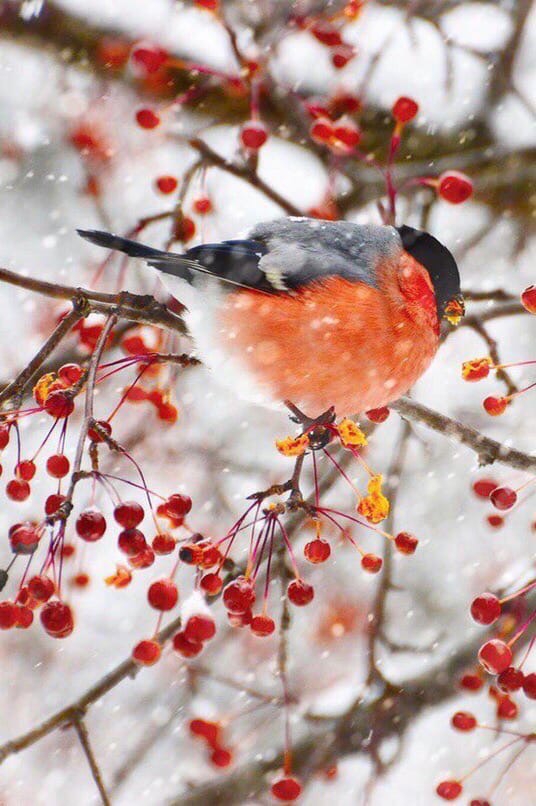 winter
