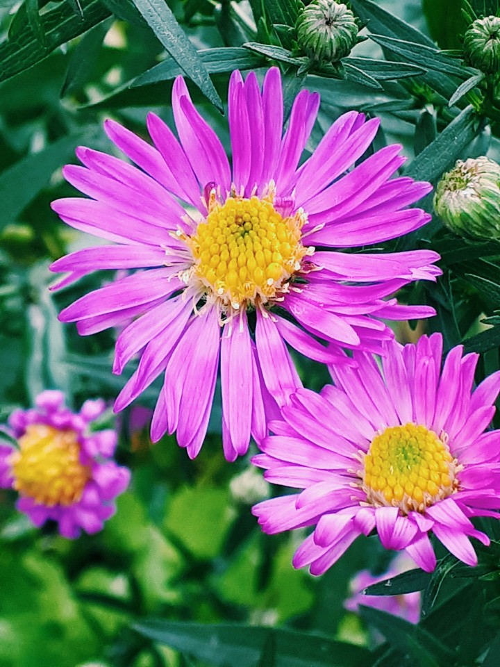 Cute Flower