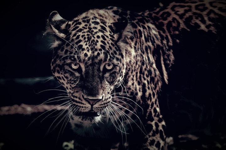 jaguar