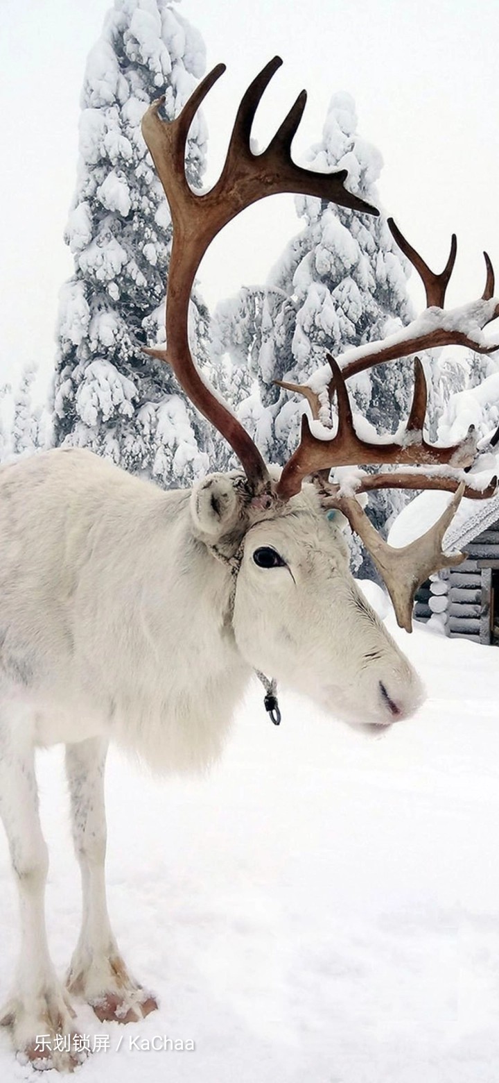 rendeer