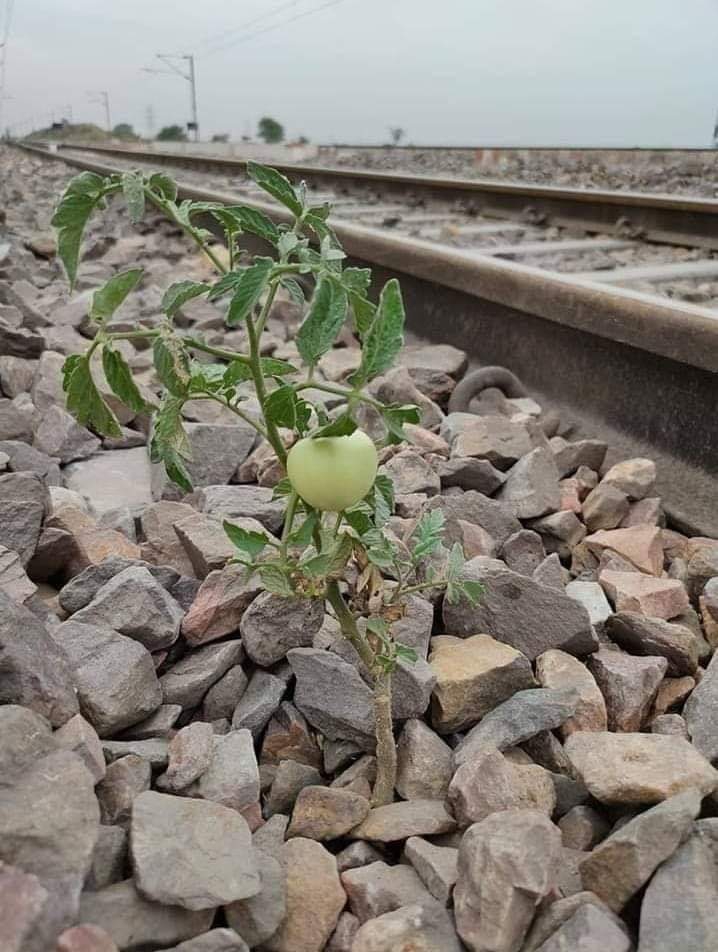 ajooba